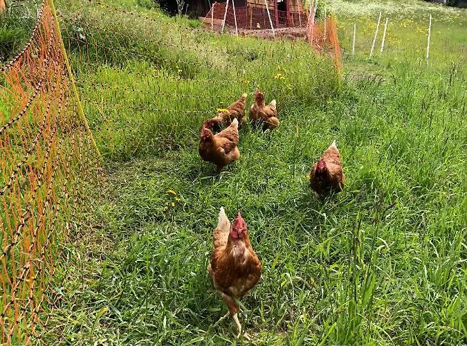 Brandstaetter Heiligenblut